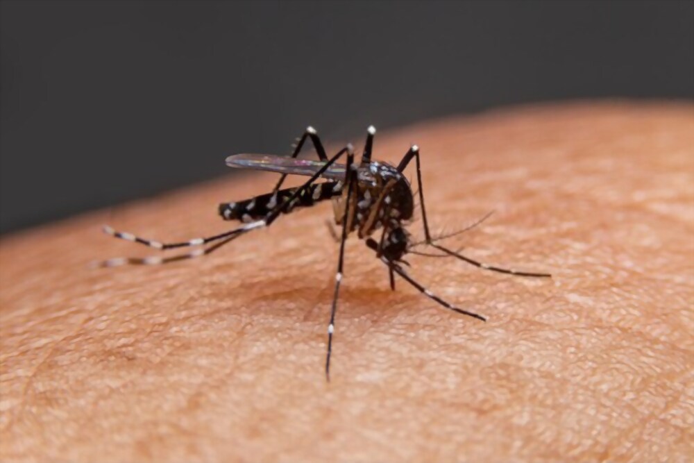 Natural mosquito repellant