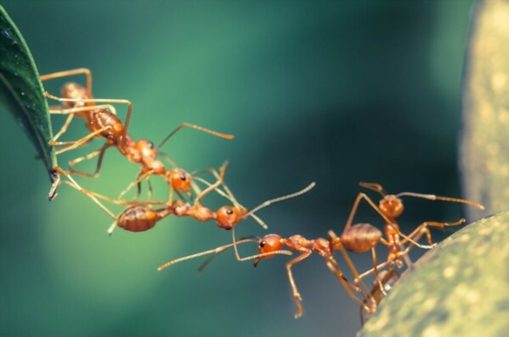 Natural Ways To Get Rid Of Ants