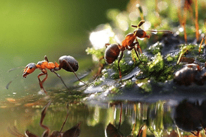 Ant treatment in bangalore