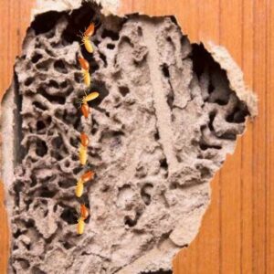 Termite traetment in bangalore 