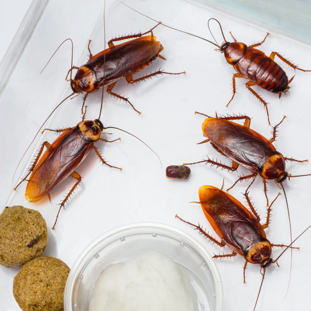 cockroach Treatment IN BANGLORE