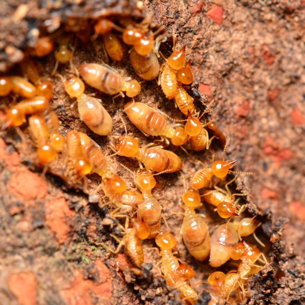 Termite Treatment IN BANGLORE
