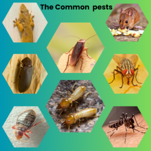 Best Pest Control Bangalore